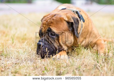 Pet Large Red Dog Bullmastiff