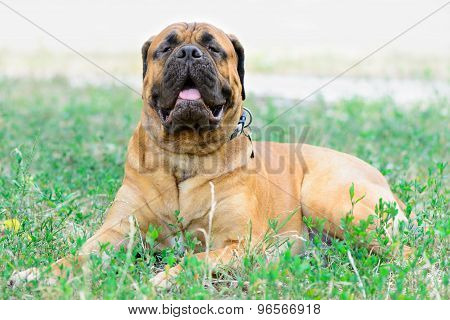 Pet Large Red Dog Bullmastiff