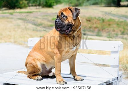 Dog Bullmastiff Sitting On Bench