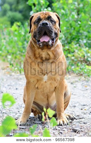 Pet Large Red Dog Bullmastiff