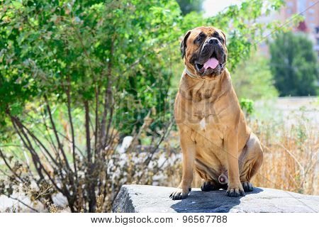 Pet Large Red Dog Bullmastiff