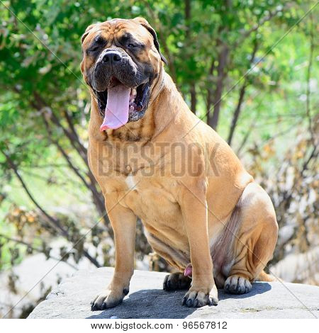 Pet Large Red Dog Bullmastiff
