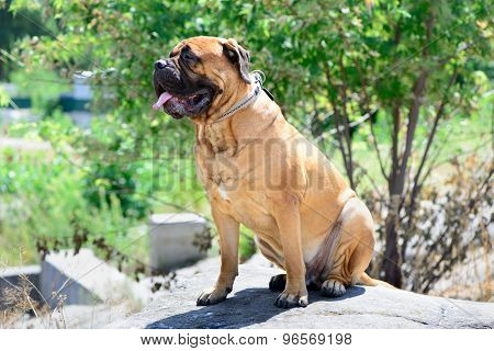 Pet Large Red Dog Bullmastiff