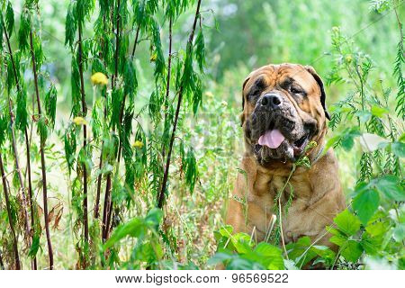 Pet Bullmastiff Dog
