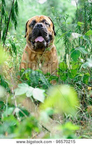 Pet Bullmastiff Dog