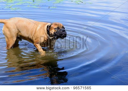 Bullmastiff Dog Swim