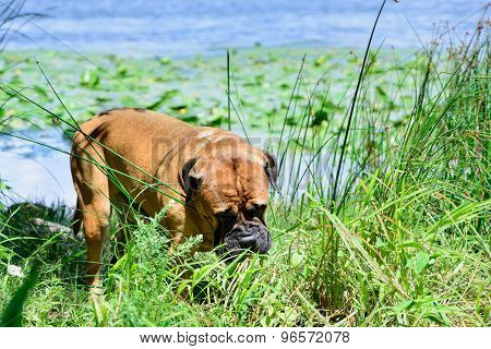 Pet Bullmastiff Dog