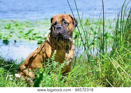 Pet Bullmastiff Dog