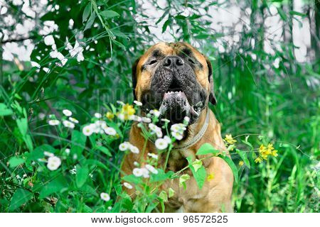 Pet Bullmastiff Dog