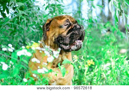 Pet Bullmastiff Dog