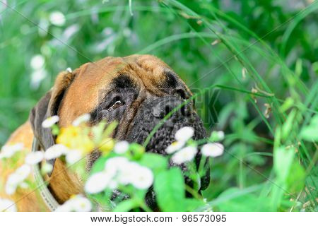 Pet Bullmastiff Dog