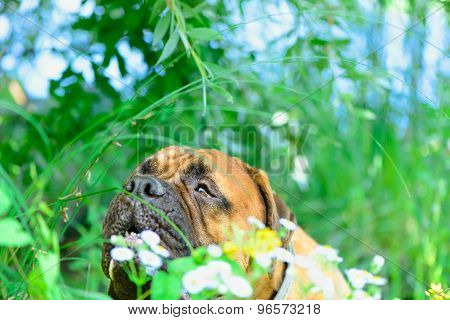 Pet Bullmastiff Dog