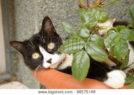 Cat In A Flower Pot