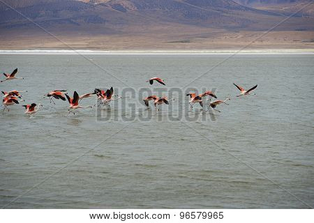 Chilean Flamingos in Flight