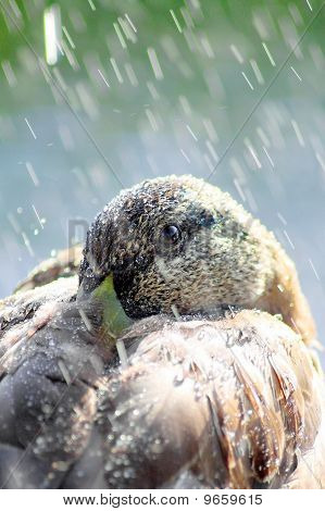 Brown Duck Full Of Light And Water Drops.