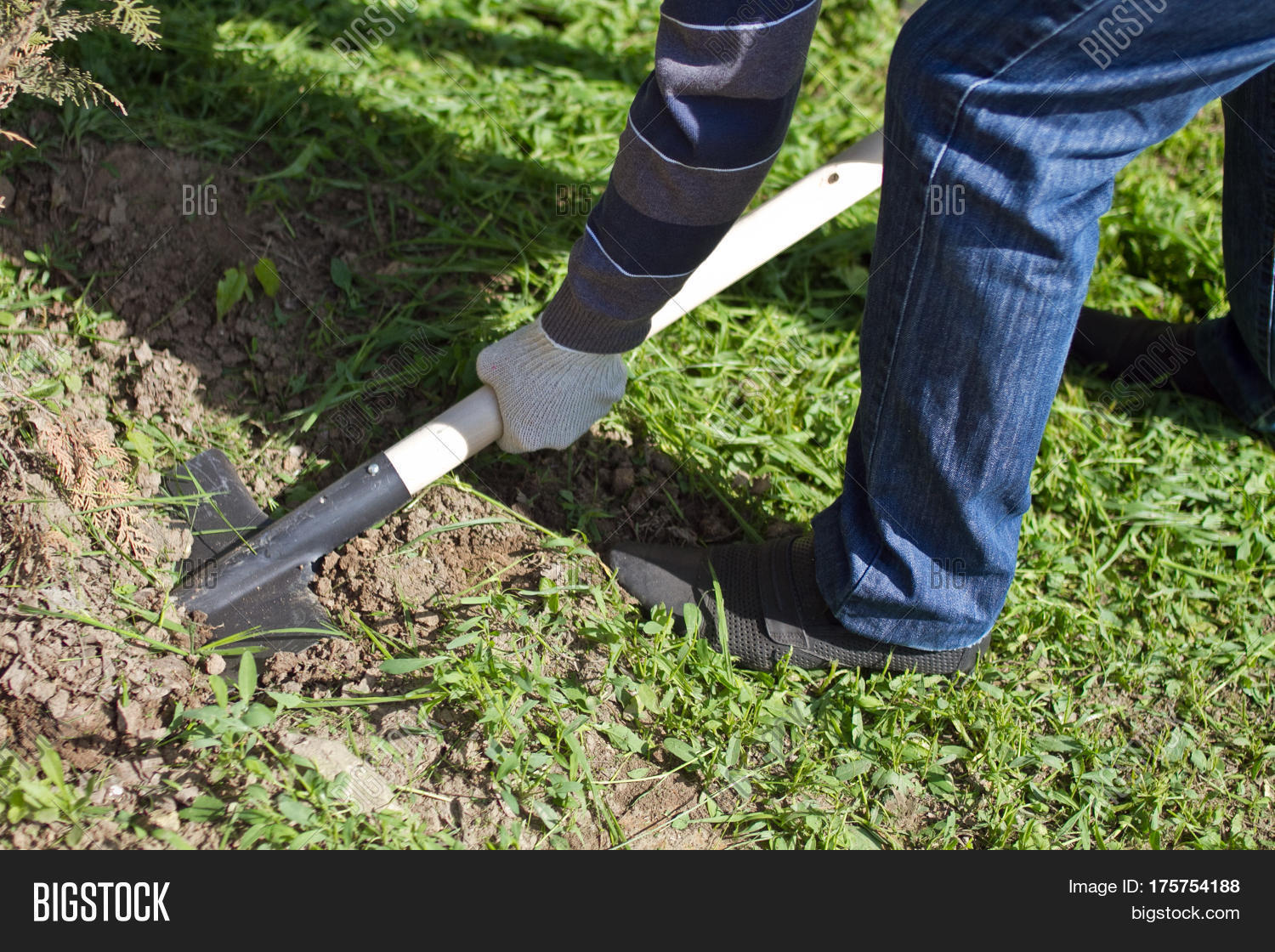 Посадка растений. Spring works. Работа в саду. Кустарниковая ива полив. Цветы для сада и огорода.