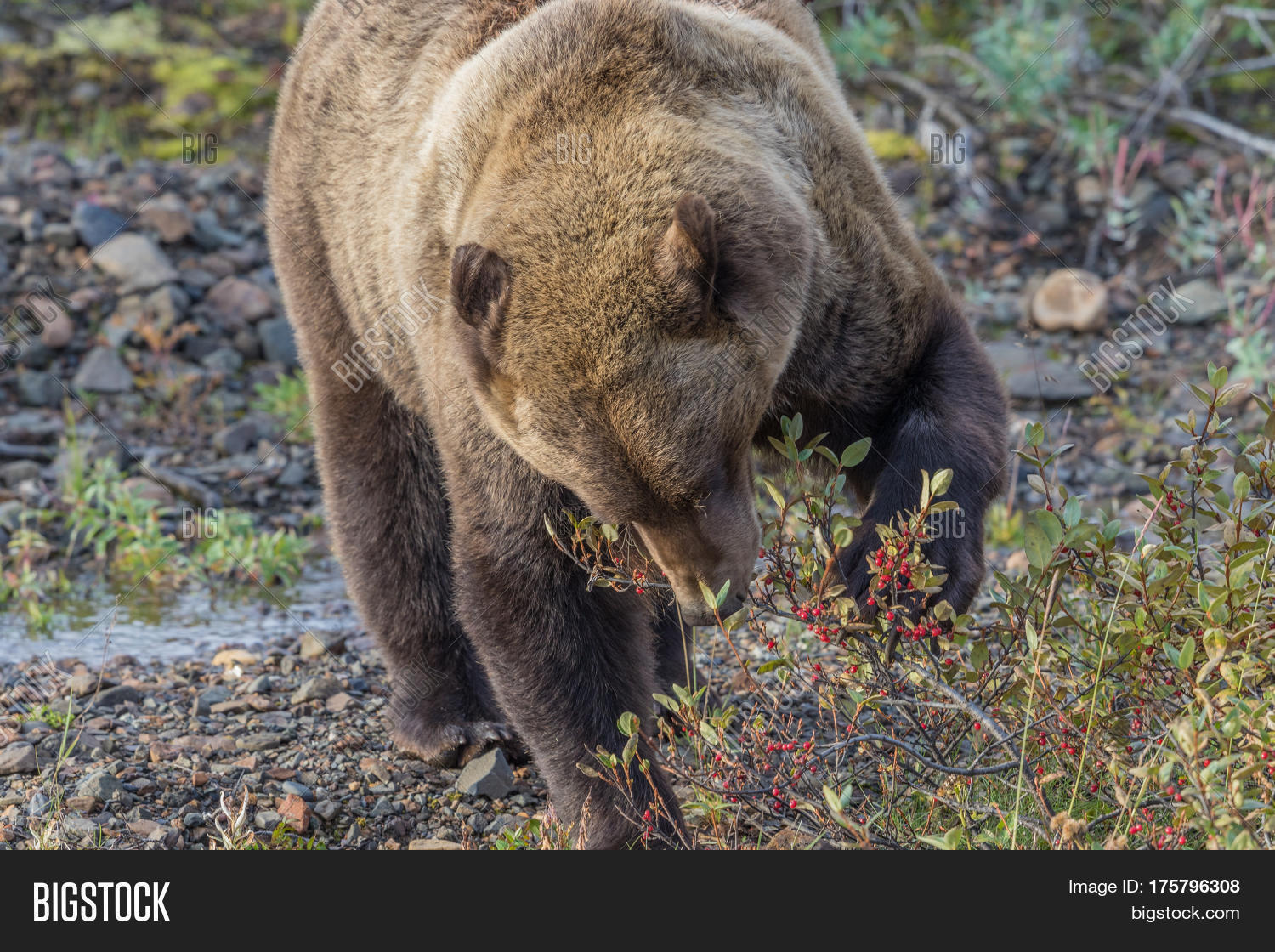Grizzly Bear Feeding Image & Photo (Free Trial) Bigstock