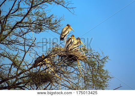 wild birds sitting in a tree in the nest. National Park birds Agra India wildlife.