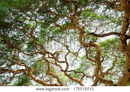 Twisted branches of acacia tree Vachellia leucophloea in Myanmar