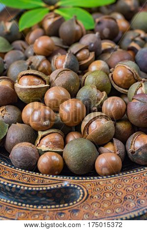 Macadamia nuts harvest close up with leaves