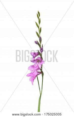 Marsh Gladiolus (Gladiolus imbricatus) isolated on white background