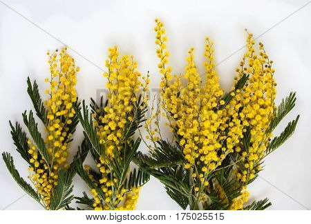 Several flowering branches of Mimosa (acacia dealbata). Beautiful spring flowers on a white background. Yellow inflorescences and green leaves. Close-up.