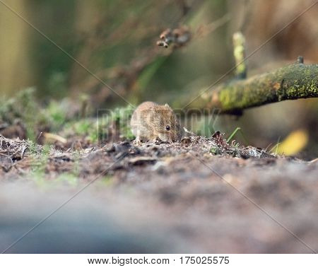 Bank Vole (mouse) Foraging On Forest Ground.