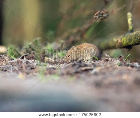 Bank Vole (mouse) Foraging On Forest Ground.