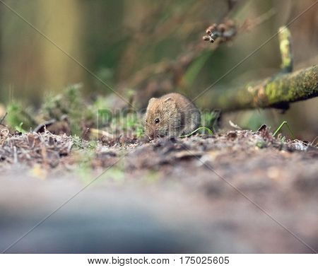 Bank Vole (mouse) Foraging On Forest Ground.