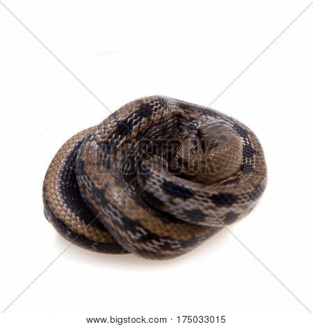 Beauty Rat Snake, Orthriophis taeniurus, isolated on white background