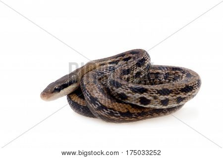 Beauty Rat Snake, Orthriophis taeniurus, isolated on white background