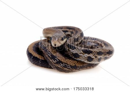 Beauty Rat Snake, Orthriophis taeniurus, isolated on white background