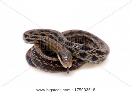 Beauty Rat Snake, Orthriophis taeniurus, isolated on white background