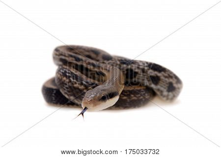 Beauty Rat Snake, Orthriophis taeniurus, isolated on white background