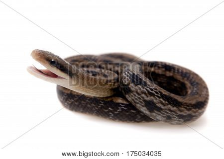Beauty Rat Snake, Orthriophis taeniurus, isolated on white background
