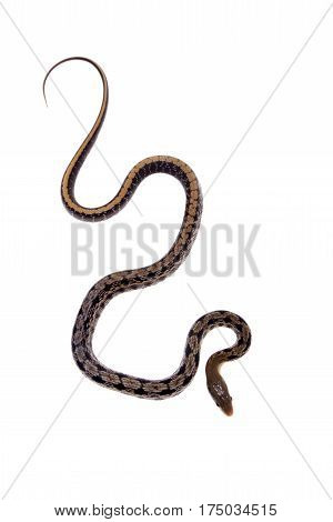 Beauty Rat Snake, Orthriophis taeniurus, isolated on white background