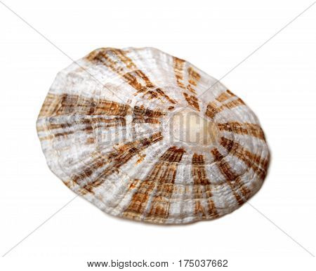 Shell Of True Limpet