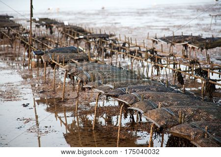 groynes on the shingle beach at whitstable kent