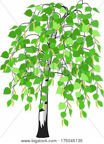 The birch tree with catkins on a white background.