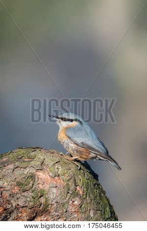 The Eurasian nuthatch or wood nuthatch (Sitta europaea) sitting on the branch in a winter time.