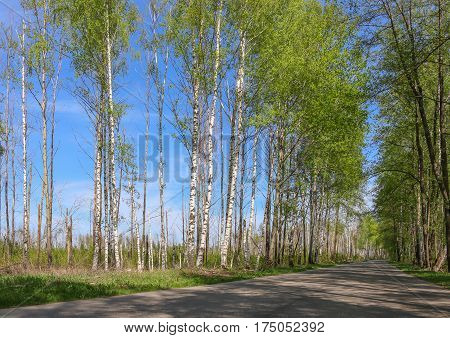 Road With Birch Trees In The Young Green Leaves In Spring Sunny Day