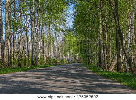 Road With Birch Trees In The Young Green Leaves In Spring Sunny Day