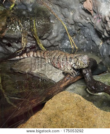 Close-up of a colorful Chinese Crocodile Lizard in vertical position.  Space for text.