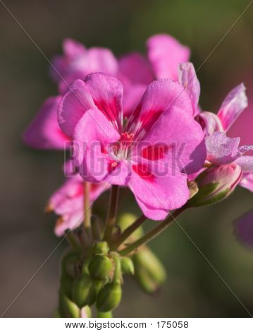 Pink blomster tæt