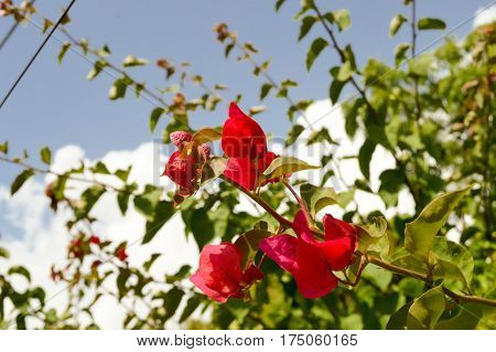 Red-colored flowers on a blue sky background near the town of Bamburi in Kenya