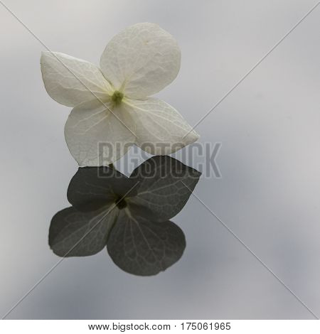 a white flower of hortensia with reflection on a mirror