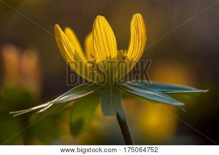 Yellow flower closeup with shallow depth of field - Eranthis hyemalis - early signs of spring
