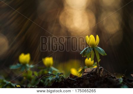Yellow flower closeup with shallow depth of field - Eranthis hyemalis - early signs of spring