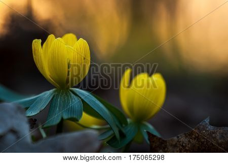 Yellow flower closeup with shallow depth of field - Eranthis hyemalis - early signs of spring