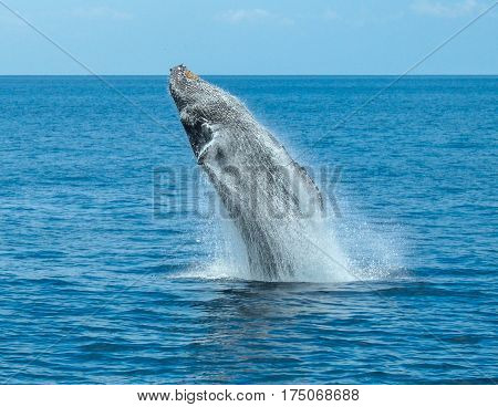 A Humpback Whale Breaching off Waikiki Beach
